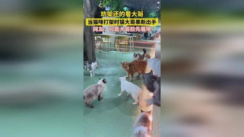 大佬打架吃瓜视频,吃瓜群众围观这场精彩视频大战  第3张