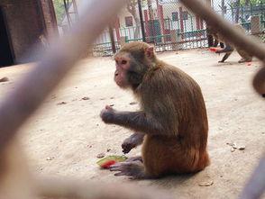 猴子吃瓜艺考,揭秘艺考生的独特生活