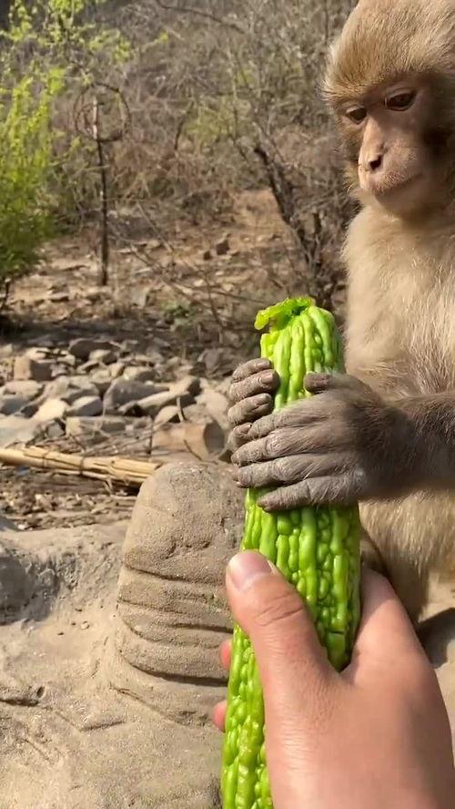 猴子吃瓜艺考,揭秘艺考生的独特生活  第2张