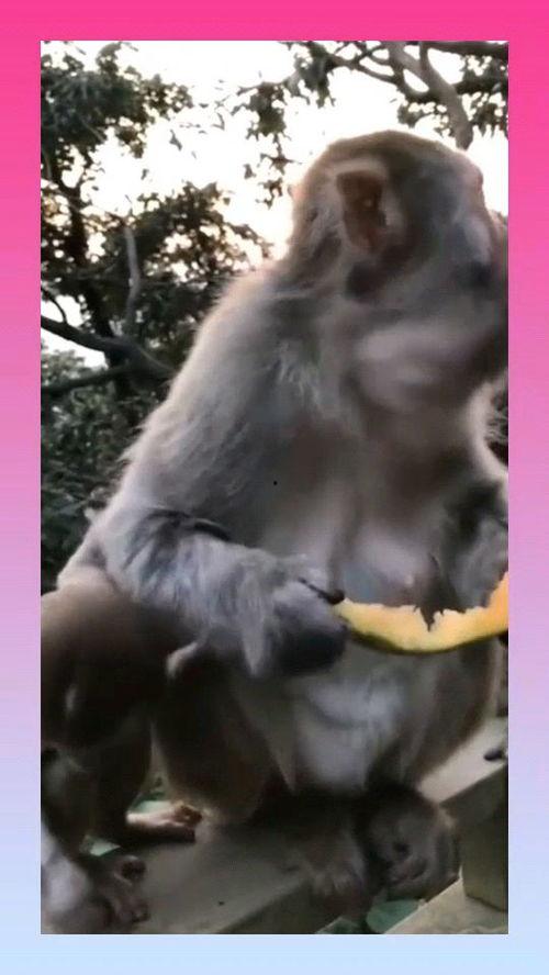 猴子吃瓜艺考,揭秘艺考生的独特生活  第3张