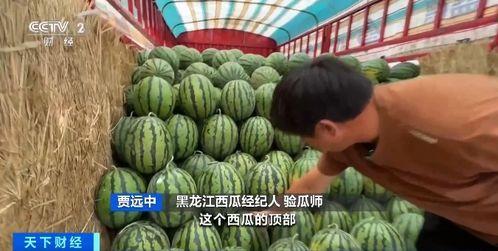 沙市吃瓜,探寻地方特色美食之旅  第2张