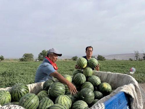 沙市吃瓜,探寻地方特色美食之旅  第3张