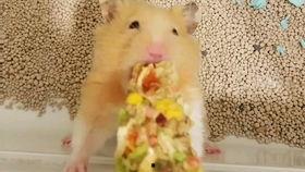 落落熊吃瓜,落落熊的瓜田奇遇记  第1张