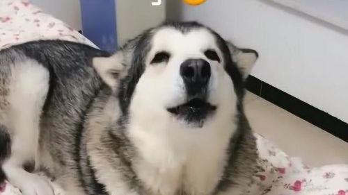 吃大瓜的洛洛,揭秘吃大瓜背后的故事与魅力  第3张