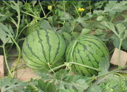 汝南吃瓜事件真相,揭秘背后真相与反思