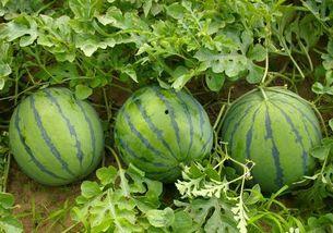 吃瓜的正确挑瓜方法  第3张