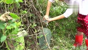 吃瓜小熊鱼,吃瓜小熊鱼的趣味食旅记  第3张