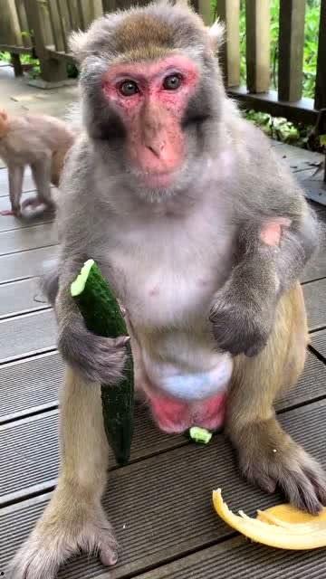 猴子吃瓜简述,趣味横生的自然奇观  第2张