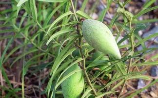 咳嗽可以吃瓢瓜吗,瓢瓜能否成为食疗佳选？