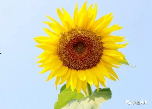 赏花吃瓜的句子,尽享春日美好时光  第1张