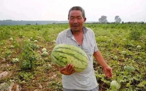 吃瓜的岱,一场网络热词背后的文化现象