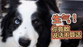 五只狗狗吃瓜,探寻狗狗们的夏日美食之旅