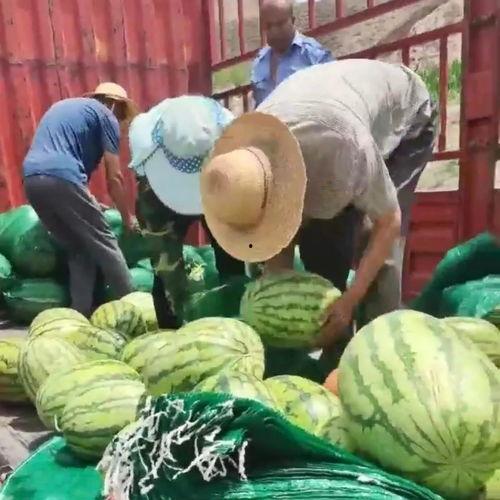 酒泉吃瓜群众,吃瓜群众热议风云