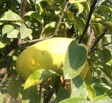 吃瓜树苗图片大全,吃瓜树苗图片大全赏鉴