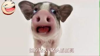 猪头吃瓜视频大全