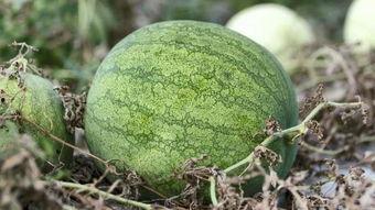 冷眸吃瓜,揭秘娱乐圈背后的真相与八卦