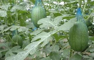 新场镇三林崩瓜怎么吃,多味食法，解锁夏日清新美味