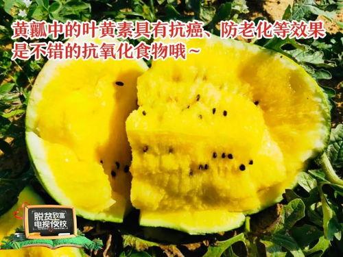 罗非鱼吃瓜,瓜果飘香中的美味探索