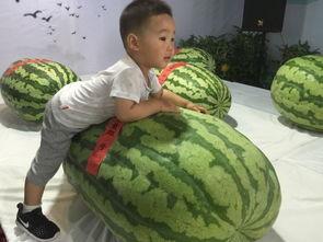 菏泽最新吃瓜事件,揭秘神秘事件背后的真相