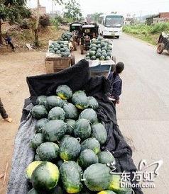 临泉吃瓜事件,一场引发社会热议的网络风波