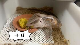 蓝舌头吃瓜,揭秘吃瓜背后的趣味与奥秘