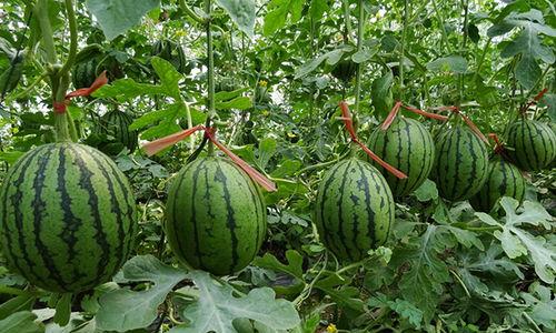夏邑孟老板吃瓜,夏邑孟老板的瓜田奇遇记