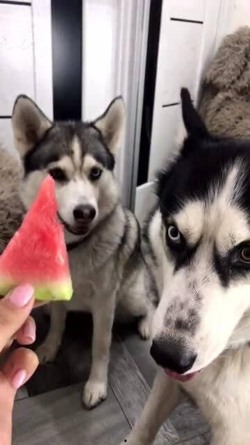 二哈吃瓜,笑料横生，带你领略狗狗的幽默生活