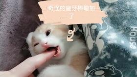 带你吃瓜猫咪恶龙咆哮,带你领略“带你吃瓜猫咪恶龙咆哮”的独特魅力