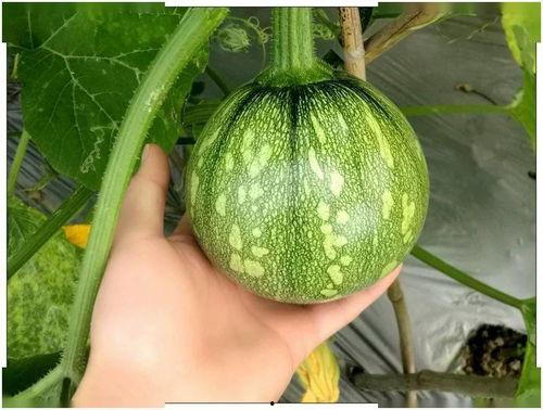 备孕吃小瓜,小瓜助力健康好孕