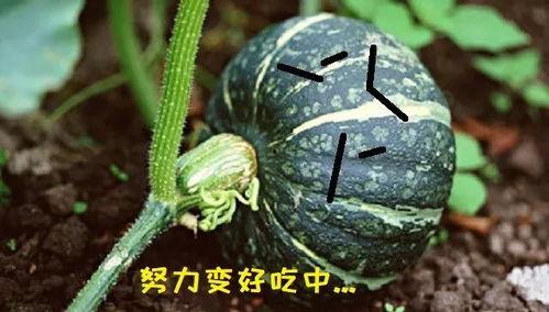 吃瓜真瓜,吃瓜真瓜，带你领略幕后风云