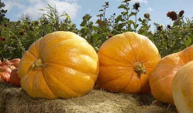 兰瓜小孩可以吃吗,安全与营养并重