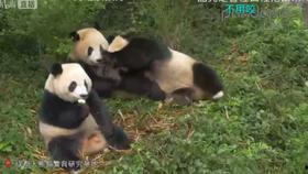 ca.林星楠在线吃瓜