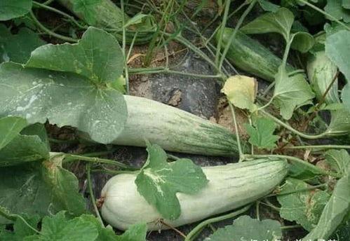 吃牛角酥瓜发胖吗,吃它真的会发胖吗？