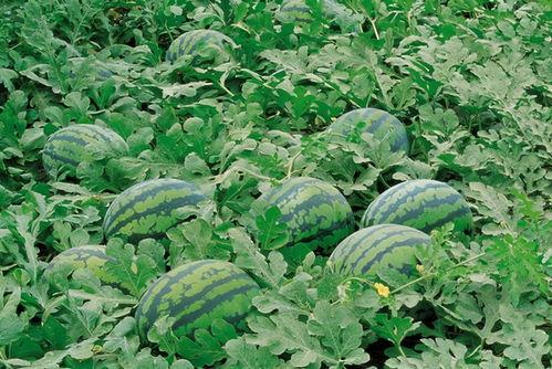 利川吃瓜群,揭秘网络社交的趣味与争议