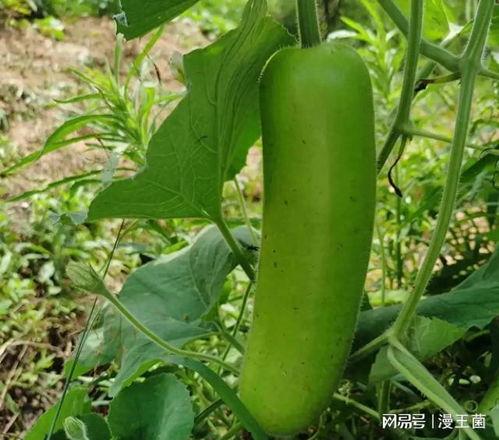 长瓠子瓜如何吃,解锁美味新体验