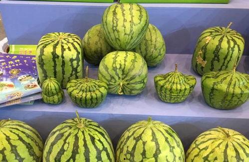 运城蔡娜吃瓜,揭秘背后真相与网友热议