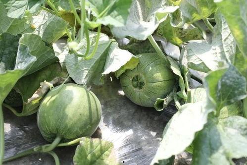 夏天吃的有什么瓜,盘点夏季必尝的清凉瓜类美食