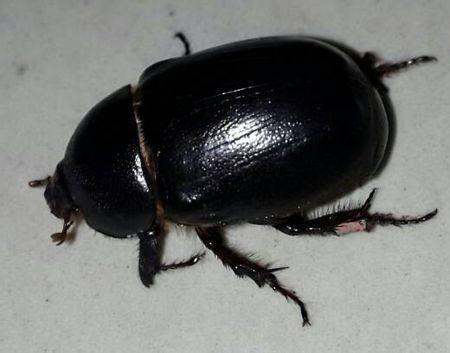 金龟子昆虫吃瓜,瓜果的“美食家”