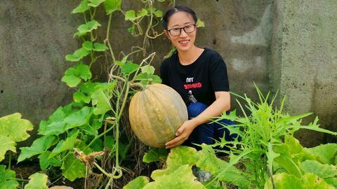 元氏姬村吃瓜,探寻古村落里的“吃瓜”文化