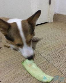 吃瓜土狗高清,揭秘高清视角下的真实生活