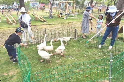 鹅吃大瓜游戏,趣味横生的休闲游戏体验