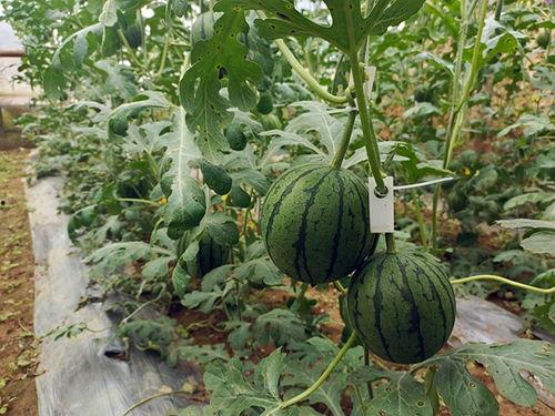 大瓜小瓜吃瓜来了,吃瓜群众狂欢盛宴