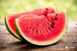 吃瓜美味,探寻吃瓜的极致诱惑