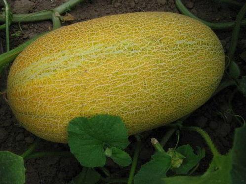 什么吃哈密瓜好,哈密瓜的最佳食用时机与搭配指南