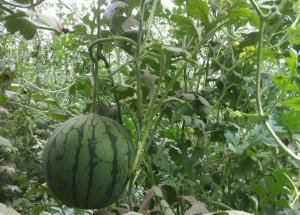 黄色小凤瓜怎么吃,黄色小凤瓜的多彩食法探索