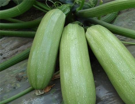 痛风可以吃珍珠瓜吗