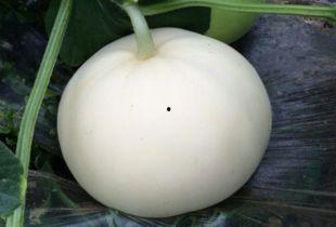 吃梨瓜可以吃皮吗