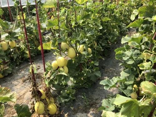 上界首吃瓜,揭秘上界首吃瓜背后的故事与影响