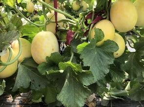 上界首吃瓜,揭秘上界首吃瓜背后的故事与影响 第2张 上界首吃瓜,揭秘上界首吃瓜背后的故事与影响 第2张