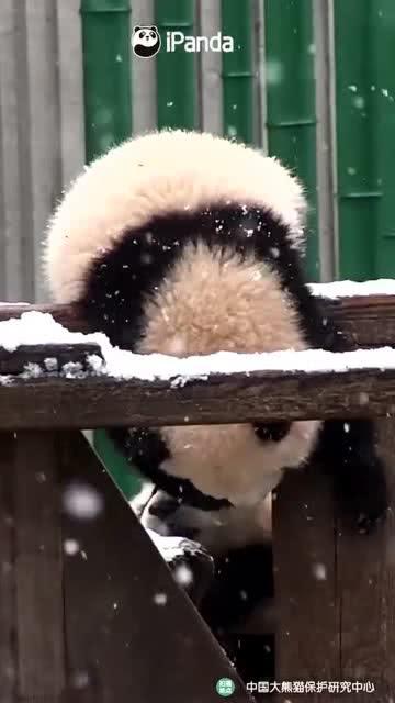 吃瓜小熊y,揭秘娱乐圈那些不为人知的幕后故事 第1张 吃瓜小熊y,揭秘娱乐圈那些不为人知的幕后故事 第1张